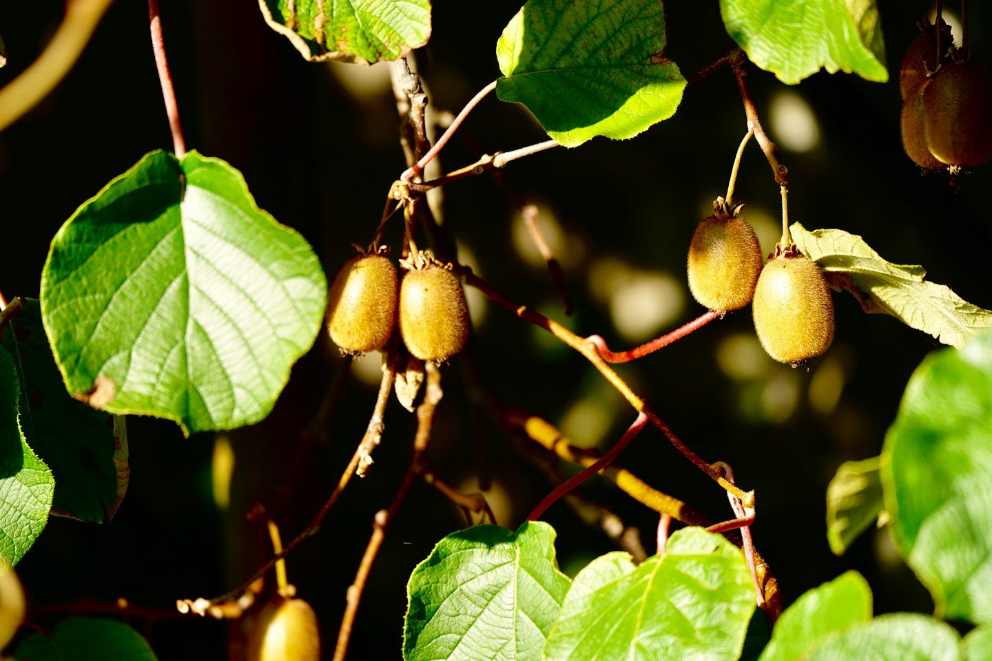 Unripe fuzzy kiwi fruits hanging from a leafy vine.