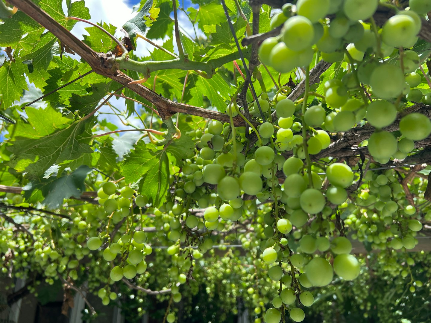 Unripe green grapes hanging from a vine with lush leaves.