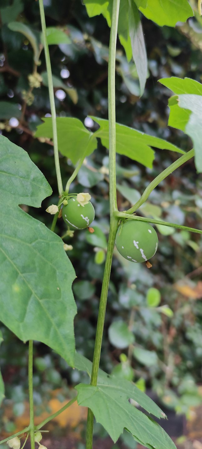 Two small green fruits with white markings growing on a vine.