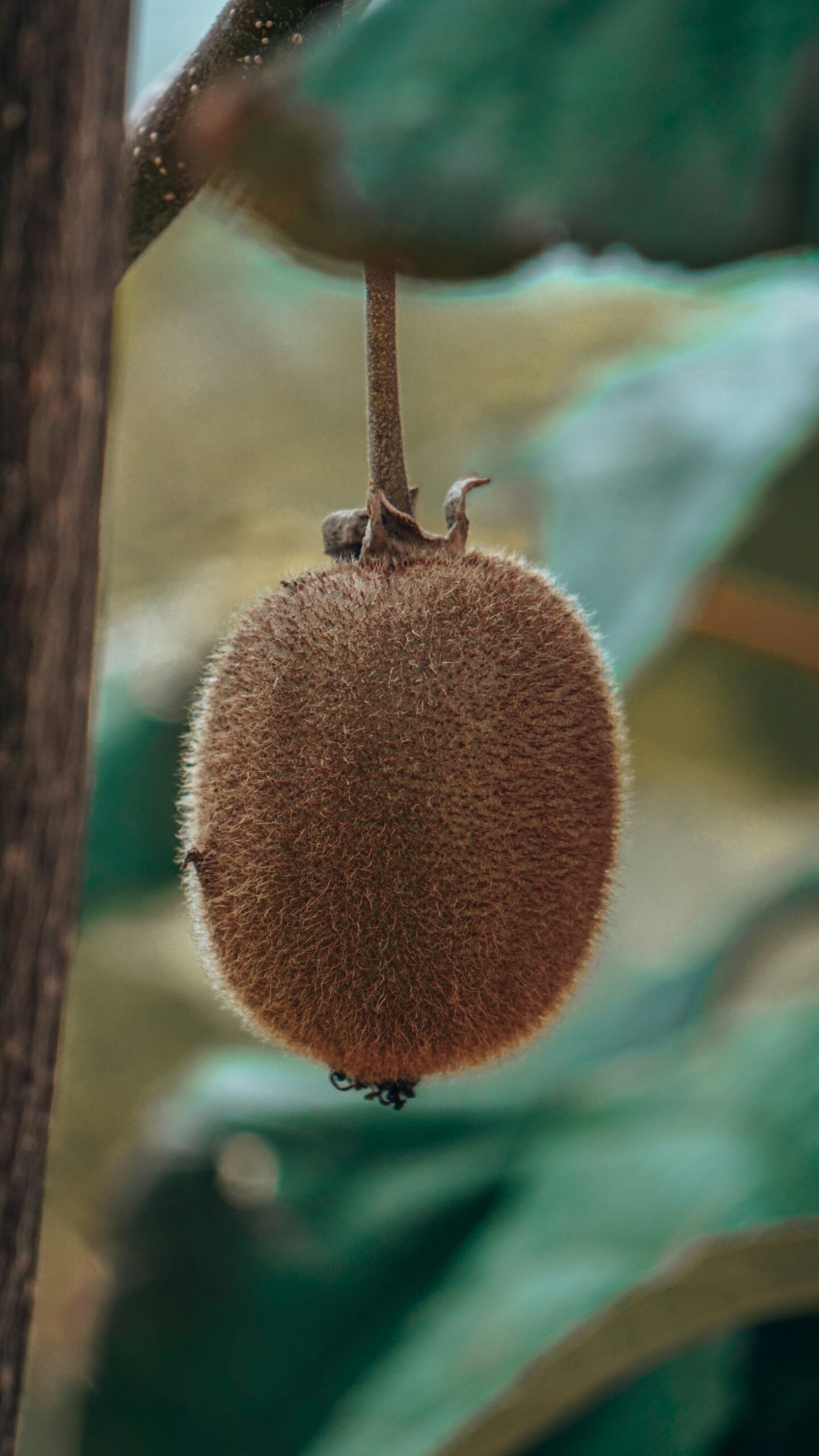 Arguta Versus Kolomikta: Choosing The Best Kiwi For Your Garden