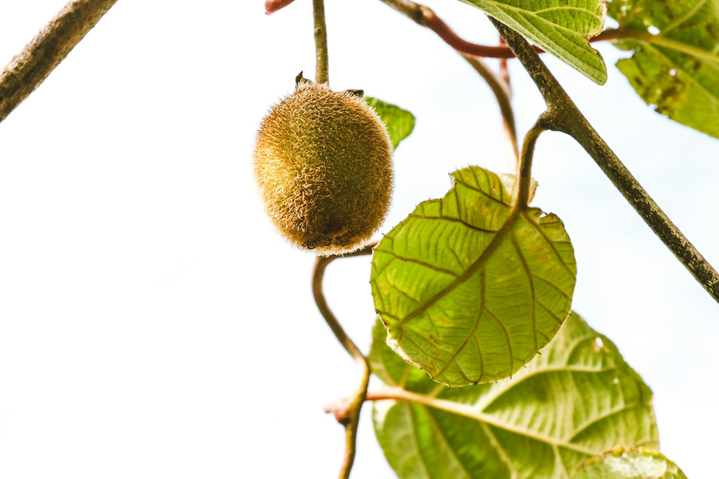 Pruning And Trellising Techniques To Maximise Your Vine Yield