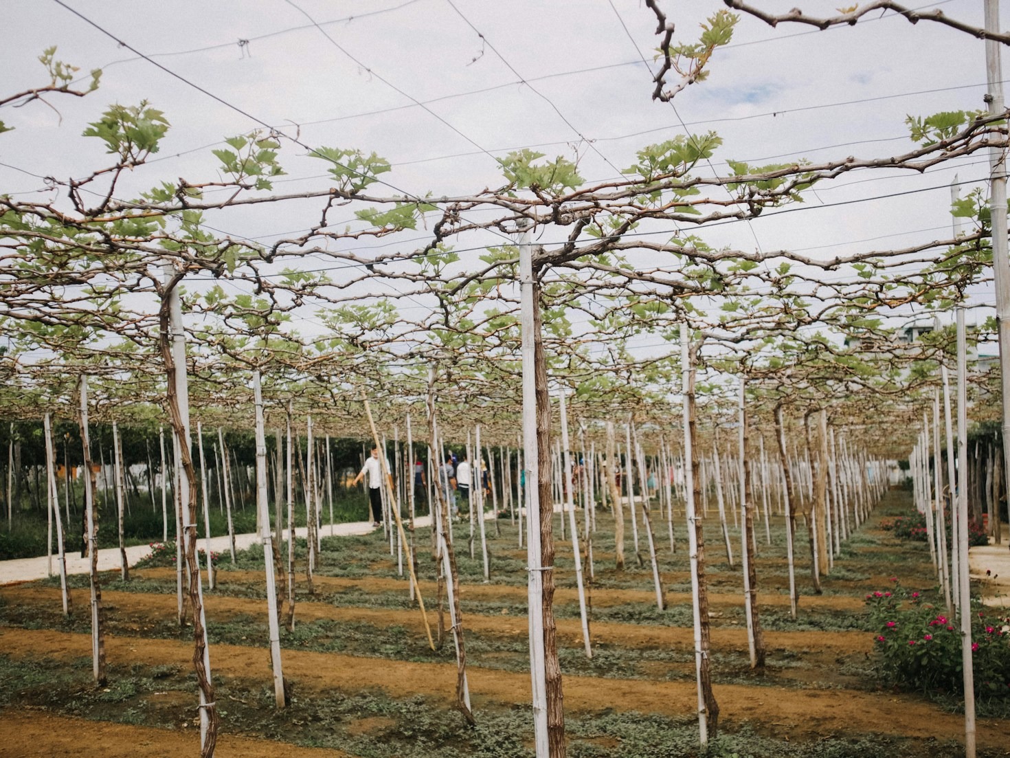 Delicious And Simple Recipes Featuring Locally Harvested Kiwiberries